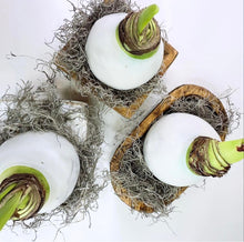 Load image into Gallery viewer, Amaryllis Bulb