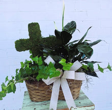 Load image into Gallery viewer, A Potted Plant
