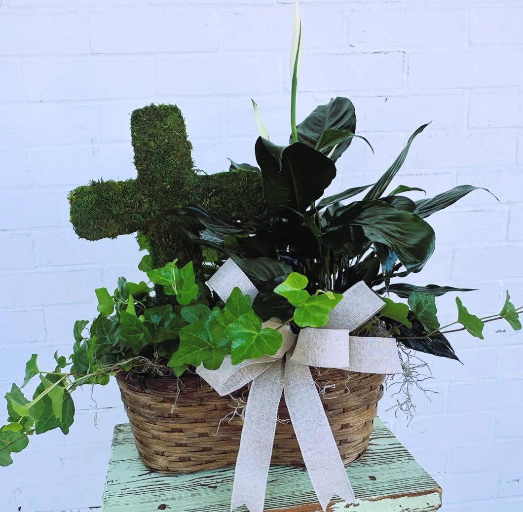 A Potted Plant