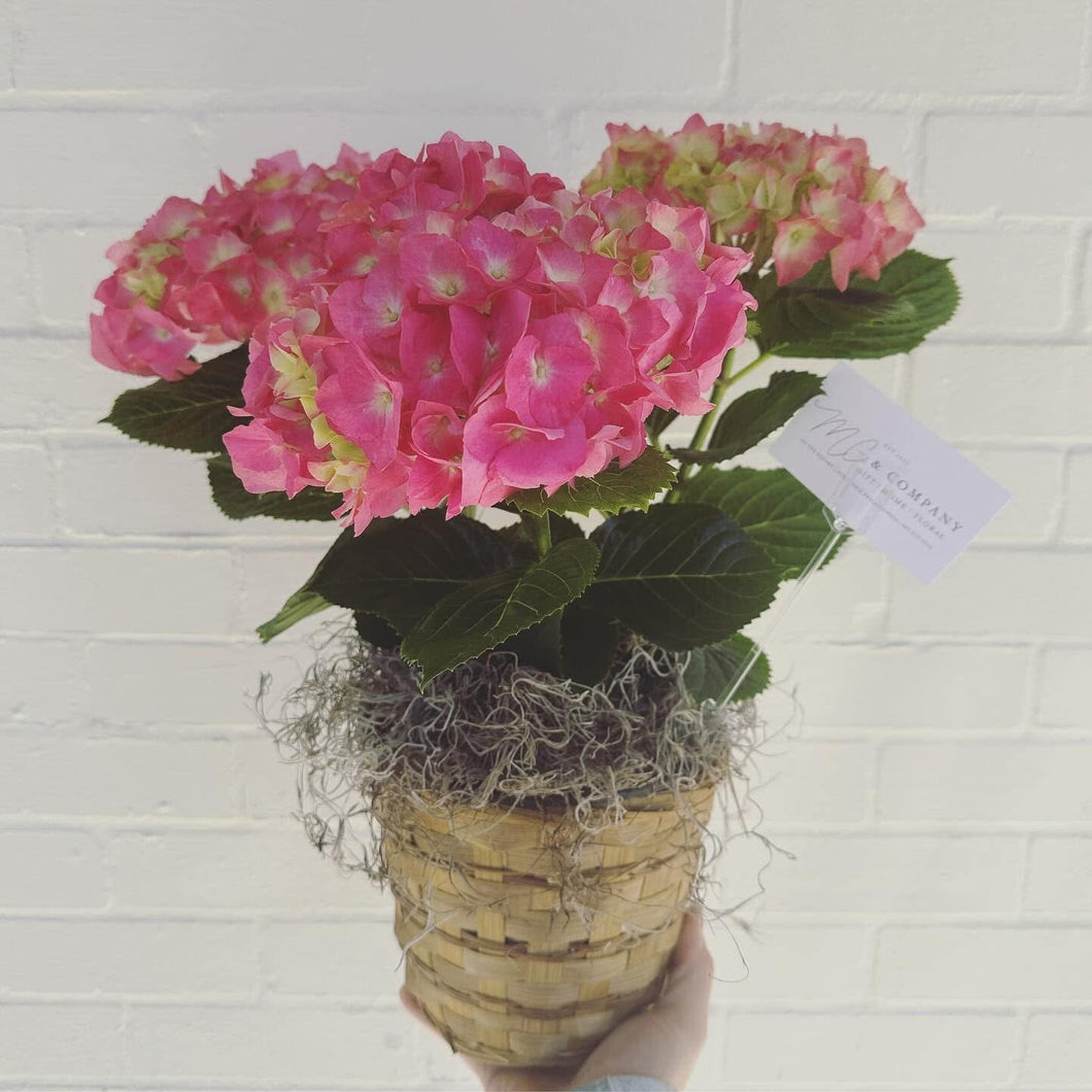 Potted Hydrangea Plant