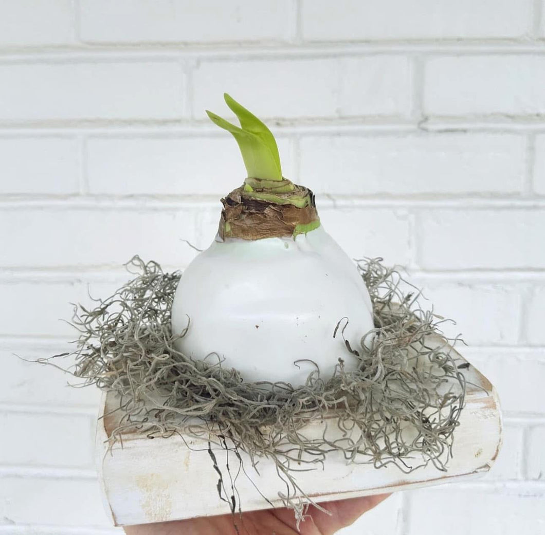 Amaryllis Bulb